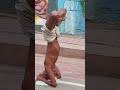 Lotus Legs in Headstand Yogi in Vrindavan parikramma marg