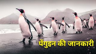 पेंगुइन की जानकारी हिन्दी में - Information About In Hindi