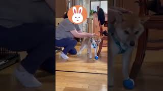 【そんな顔せんでも】ハーネスやだなあ【ShibaInu】#shorts #おもしろ