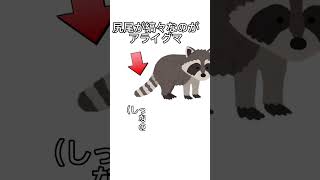 【友達にも言えないくらい極小豆知識】アライグマとタヌキの違い