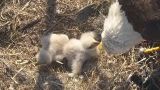 Small feeding for elder eaglet | SWFL Eagles | Dec 22, 2024