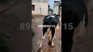 cow for sale sidlaghatta Karnataka cow dealer contact:8904835715🐄🐄🐄🐄