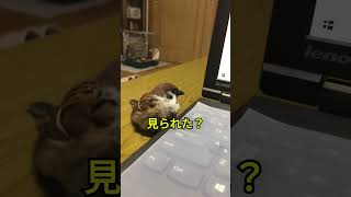 コケたスズメ　周りを気にする　#shorts  #癒し #すずめ