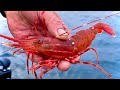 How to Catch Spot Prawns (Shrimp) Alaska