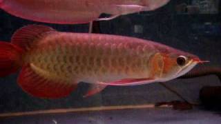 Flowerhornusa.com - Chili Red Arowana with Silver Arowana