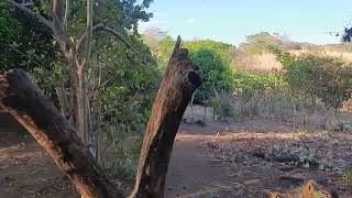 Bonito terreno vendido  en las yeguas chirilagua 9 manzanas un cuarto