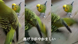 ジャンボセキセイインコ 危機回避能力高いぼりおんと無実の罪で襲われるウィン子