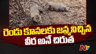 Cheetah 'Veera' gives birth to two cubs in MP's Kuno National Park | Ntv