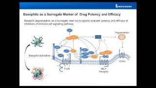 Basophils as Biomarker for Potency and Efficacy of Drugs in Development  Flow CAST®