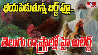 LIVE: Bird flu Alert | రాష్ట్ర సరిహద్దుల్లో బర్డ్ ఫ్లూ అలర్ట్! | hmtv