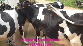 S.Gopal dairy farm pure HF cows are available hf and jersey cow supplier 7639911602