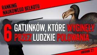 6 gatunków, które wyginęły przez ludzkie polowania | Ranking NB #21