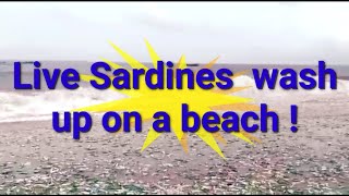 live sardines wash up on  alappuzha beach kerala india rare chakara a natural phenomenon news report