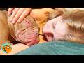 Loving Bully Adopts Puppies As Her Own, With A Surprise! | Cuddle Buddies