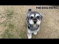 ミニチュアシュナウザー　ダンケくん【miniature schnauzer】