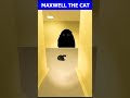 Maxwell The Cat Dancing Song 🐈Angry munci #maxwellcat #meme #memes