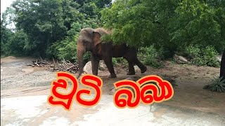 කැලේ ඇතුලෙන් චූටි බබා I The elephants comming out from the jungle