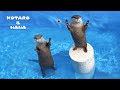 Otters' First Splash in Their Brand New Pool!