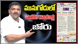 మునుగోడులో పందెం రాయుళ్ల జోరు...|| TeenmarMallanna || QNews || QNewsHD