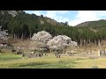 【日本三大桜】天然記念物 根尾谷淡墨桜 usuzumi zakura【cherry blossoms】