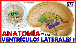 🥇 Anatomía del 1er y 2do VENTRÍCULO (1/2). (Ventrículos Laterales) ¡Explicación Sencilla!