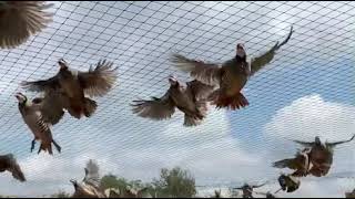 Feed time in the Chuckar/Partridge pen