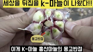 [한국농수산TV] 세상을 뒤집을 K-마늘 = 홍산마늘이 나왔다! 충남 홍성