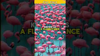 Meet the Flamboyance: Inside the World of Flamingos #trending #shorts #subscribe #viral #flamengo