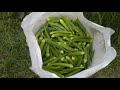 february radhika bhindi buvayi बर्बाद भिंडी बीज की बुवाई खेती ये गलती न करे ladyfinger okra farming