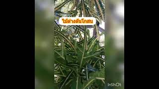 #ไม้ด่างต้นโกสน