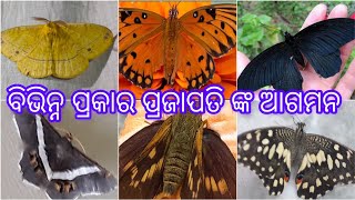 ମୋ ଛାତରେ ବିଭିନ୍ନ ପ୍ରକାର ପ୍ରଜାପତି ଙ୍କ ଆଗମନ |