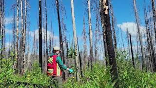 Moose Forage Response to Disturbance by Jocelyn Biro (WCS Canada Weston Fellow 2022)