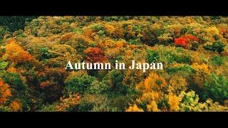 Autumn in JAPAN-日本の秋-2020