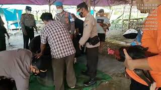 Polsek Kota Polres Jombang Grebek Lokasi Sabung Ayam