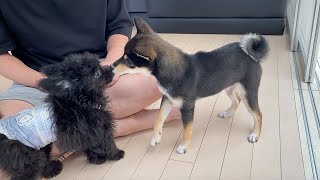 The dog came to my house for the first time! Shiba Inu's reaction to Chiwapu who came to play!