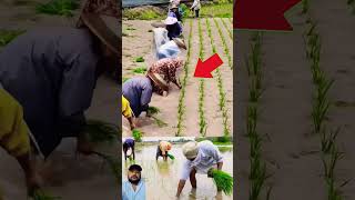 ਤਕਨੀਕ ਕਿਵੇਂ ਲੱਗੀ 😄#technology #viral #youtubeshorts #farmer #china