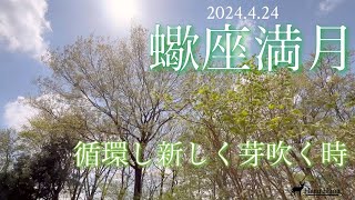 蠍座満月 星よみリーディング【ピンクムーン】2024.4.24