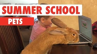 Summer School Pets