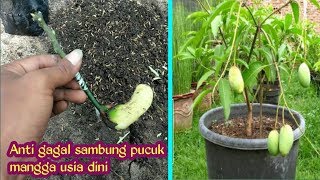 Anti gagal !!! Sambung pucuk mangga usia dini