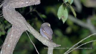 Jungle owlet