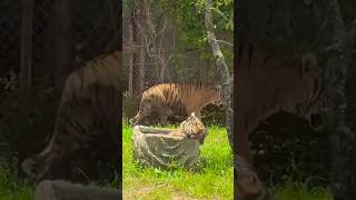 啊！怎麼有隻老虎睡得這麼沉？！？（泰國曼谷空桑瓦野生動物園）