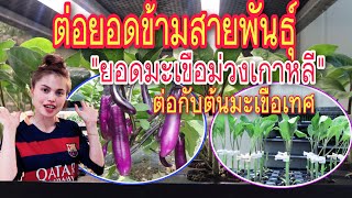 วิธีต่อยอด 🍆มะเขือม่วงเกาหลี🍆 ต่อยอดข้ามสายพันธุ์ ยอดมะเขือม่วงต่อกับต้นมะเขือเทศ