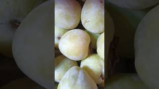 Mirabelle plum fruits #viral  #fruits #shorts