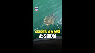 ഉപേക്ഷിക്കപ്പെട്ട വലയില്‍ കുടുങ്ങി കടലാമ; രക്ഷപെടുത്തി കസ്റ്റംസ് ഉദ്യോഗസ്ഥര്‍ | Kozhikode