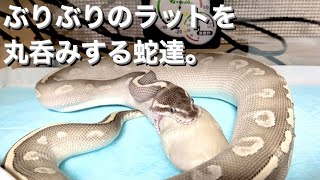 【閲覧注意】自分の頭より大きなラットを丸呑みしていく蛇達。