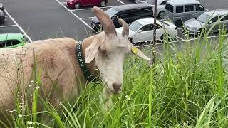 ヤギの食事シーン