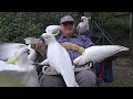 The squawkinators are back. lol. Wild cockatoos