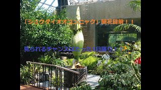 【ショクダイオオコンニャク】まもなく開花目前です！