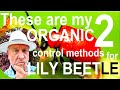 How to Get Rid of the Scarlet Lily Beetle Using Organic Control