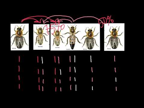 Is a queen bee haploid or diploid?